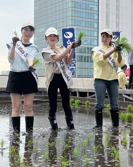東京・銀座屋上の田んぼ「白鶴銀座天空農園」で 自社開発酒米「白鶴錦
